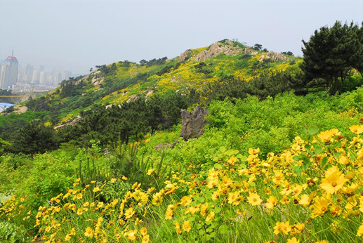 金鸡菊